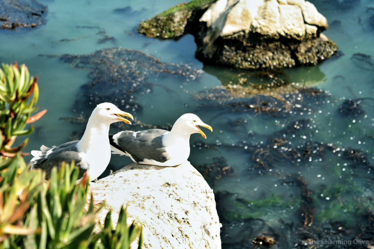 Ocean, Shell Beach